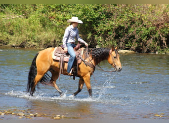 American Quarter Horse, Ruin, 6 Jaar, 150 cm, Buckskin