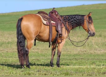 American Quarter Horse, Ruin, 6 Jaar, 150 cm, Buckskin