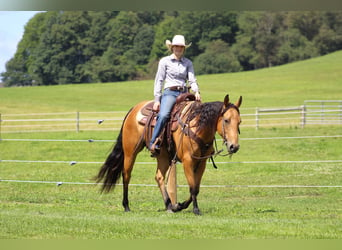 American Quarter Horse, Ruin, 6 Jaar, 150 cm, Buckskin