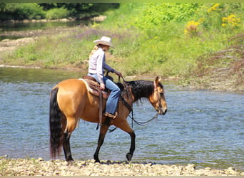 American Quarter Horse, Ruin, 6 Jaar, 150 cm, Buckskin