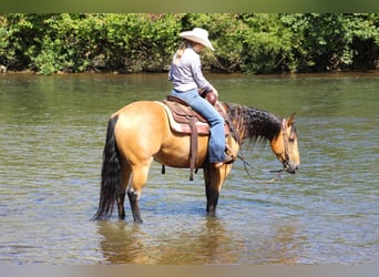 American Quarter Horse, Ruin, 6 Jaar, 150 cm, Buckskin