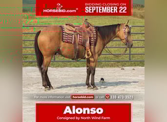American Quarter Horse, Ruin, 6 Jaar, 150 cm, Buckskin