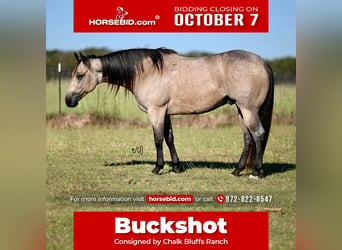 American Quarter Horse, Ruin, 6 Jaar, 150 cm, Buckskin