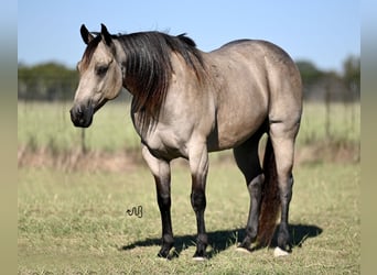 American Quarter Horse, Ruin, 6 Jaar, 150 cm, Buckskin