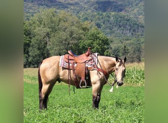 American Quarter Horse, Ruin, 6 Jaar, 150 cm, Buckskin