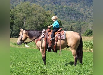 American Quarter Horse, Ruin, 6 Jaar, 150 cm, Buckskin