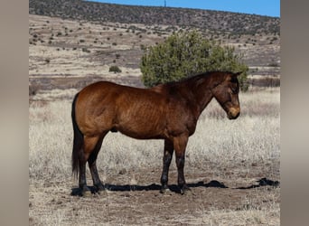 American Quarter Horse, Ruin, 6 Jaar, 150 cm, Buckskin