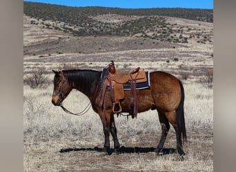 American Quarter Horse, Ruin, 6 Jaar, 150 cm, Buckskin