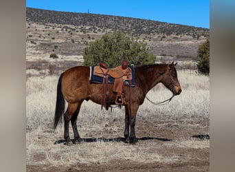 American Quarter Horse, Ruin, 6 Jaar, 150 cm, Buckskin