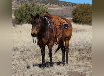 American Quarter Horse, Ruin, 6 Jaar, 150 cm, Buckskin