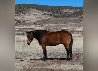 American Quarter Horse, Ruin, 6 Jaar, 150 cm, Buckskin