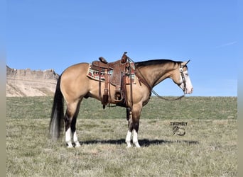 American Quarter Horse, Ruin, 6 Jaar, 150 cm, Buckskin