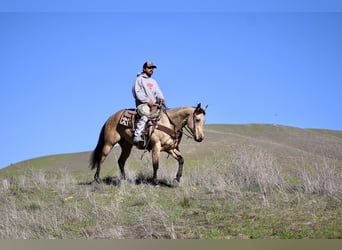 American Quarter Horse, Ruin, 6 Jaar, 150 cm, Buckskin