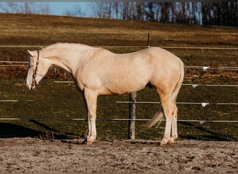 American Quarter Horse, Ruin, 6 Jaar, 150 cm, Cremello
