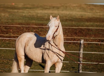 American Quarter Horse, Ruin, 6 Jaar, 150 cm, Cremello