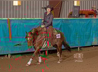 American Quarter Horse, Ruin, 6 Jaar, 150 cm, Donkere-vos