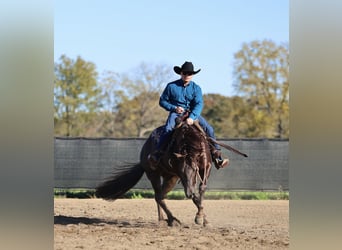 American Quarter Horse, Ruin, 6 Jaar, 150 cm, Donkere-vos