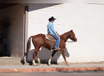 American Quarter Horse, Ruin, 6 Jaar, 150 cm, Donkere-vos