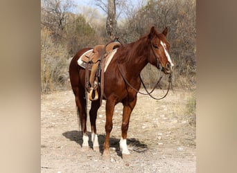 American Quarter Horse, Ruin, 6 Jaar, 150 cm, Donkere-vos