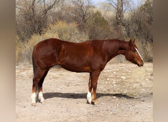 American Quarter Horse, Ruin, 6 Jaar, 150 cm, Donkere-vos