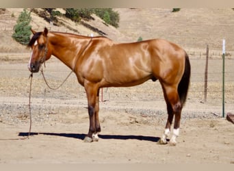 American Quarter Horse, Ruin, 6 Jaar, 150 cm, Falbe