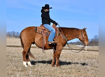 American Quarter Horse, Ruin, 6 Jaar, 150 cm, Falbe