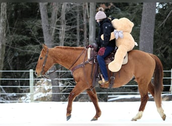 American Quarter Horse, Ruin, 6 Jaar, 150 cm, Falbe