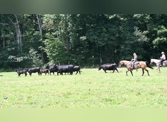 American Quarter Horse, Ruin, 6 Jaar, 150 cm, Falbe