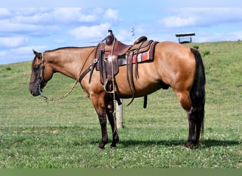 American Quarter Horse, Ruin, 6 Jaar, 150 cm, Falbe