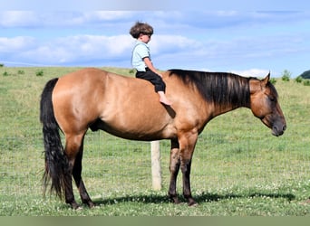 American Quarter Horse, Ruin, 6 Jaar, 150 cm, Falbe