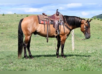 American Quarter Horse, Ruin, 6 Jaar, 150 cm, Falbe