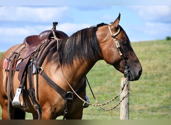 American Quarter Horse, Ruin, 6 Jaar, 150 cm, Falbe