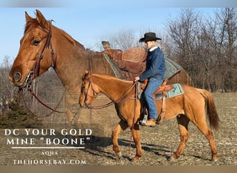 American Quarter Horse, Ruin, 6 Jaar, 150 cm, Falbe