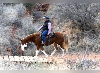 American Quarter Horse, Ruin, 6 Jaar, 150 cm, Overo-alle-kleuren