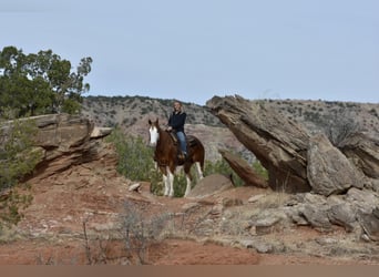 American Quarter Horse, Ruin, 6 Jaar, 150 cm, Overo-alle-kleuren