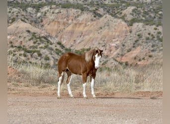 American Quarter Horse, Ruin, 6 Jaar, 150 cm, Overo-alle-kleuren