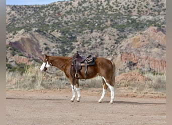 American Quarter Horse, Ruin, 6 Jaar, 150 cm, Overo-alle-kleuren