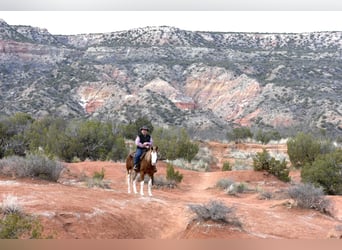 American Quarter Horse, Ruin, 6 Jaar, 150 cm, Overo-alle-kleuren