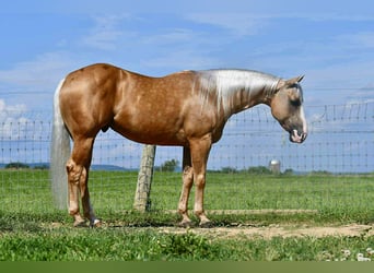 American Quarter Horse, Ruin, 6 Jaar, 150 cm, Palomino