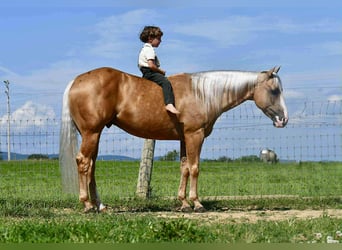 American Quarter Horse, Ruin, 6 Jaar, 150 cm, Palomino