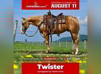 American Quarter Horse, Ruin, 6 Jaar, 150 cm, Palomino