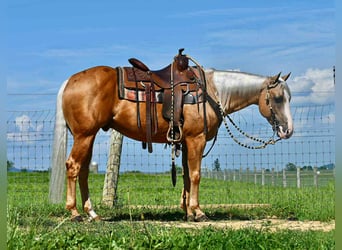 American Quarter Horse, Ruin, 6 Jaar, 150 cm, Palomino