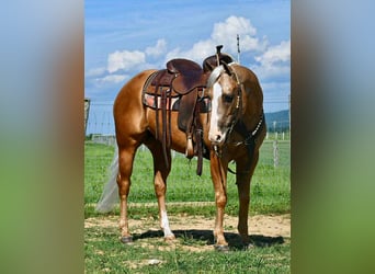 American Quarter Horse, Ruin, 6 Jaar, 150 cm, Palomino