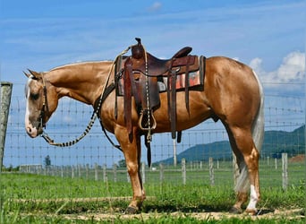 American Quarter Horse, Ruin, 6 Jaar, 150 cm, Palomino