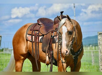 American Quarter Horse, Ruin, 6 Jaar, 150 cm, Palomino
