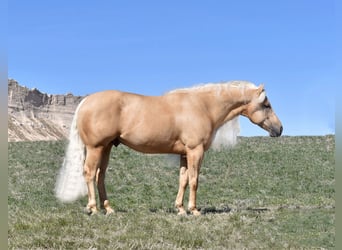 American Quarter Horse, Ruin, 6 Jaar, 150 cm, Palomino
