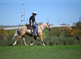 American Quarter Horse, Ruin, 6 Jaar, 150 cm, Palomino