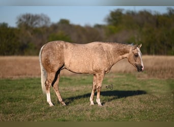 American Quarter Horse, Ruin, 6 Jaar, 150 cm, Palomino