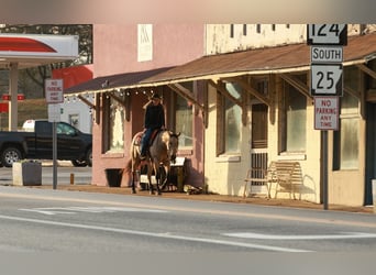 American Quarter Horse, Ruin, 6 Jaar, 150 cm