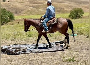 American Quarter Horse, Ruin, 6 Jaar, 150 cm, Roan-Bay